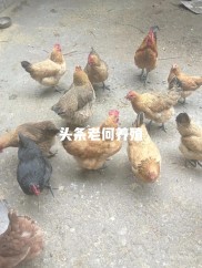 四川仪陇老何散养土鸡等禽类产蛋赶集，价格良心销售旺