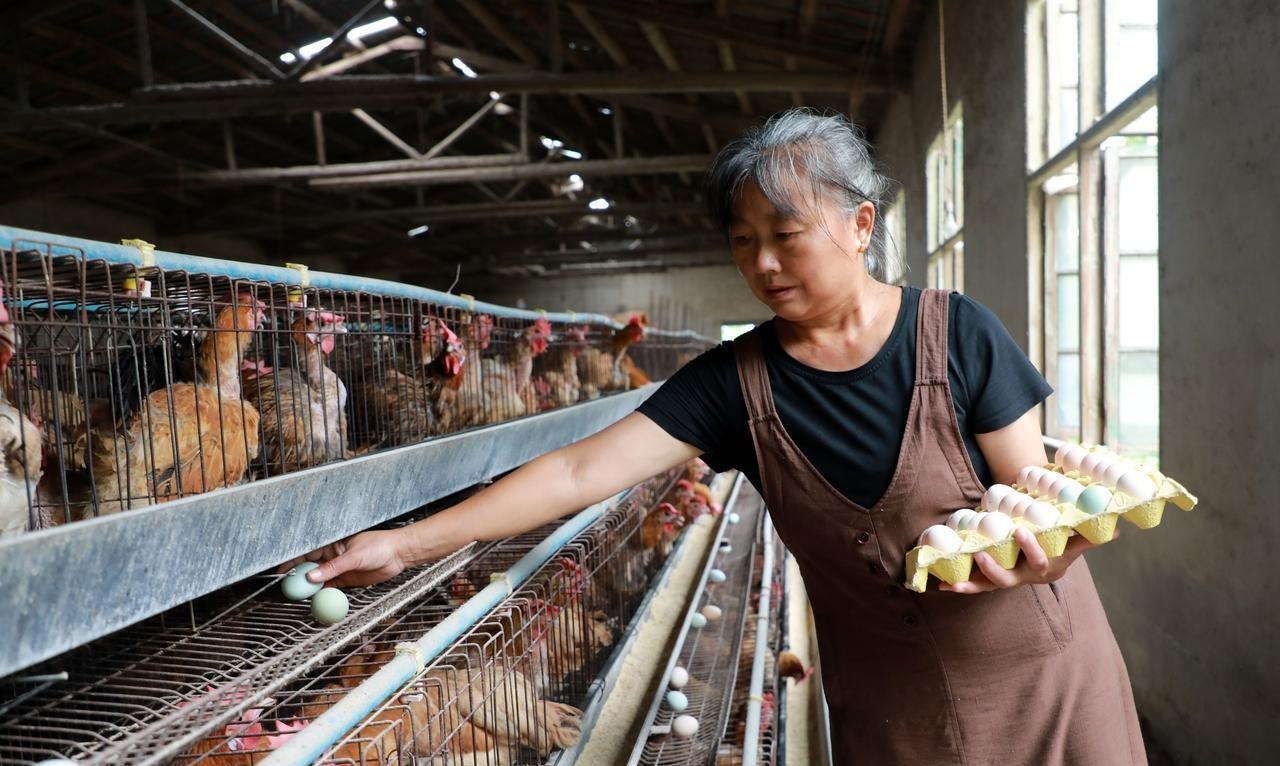 今日全国鸡蛋价格最新行情走势_北京鸡蛋三连涨原因分析_鸡蛋价格持续上涨