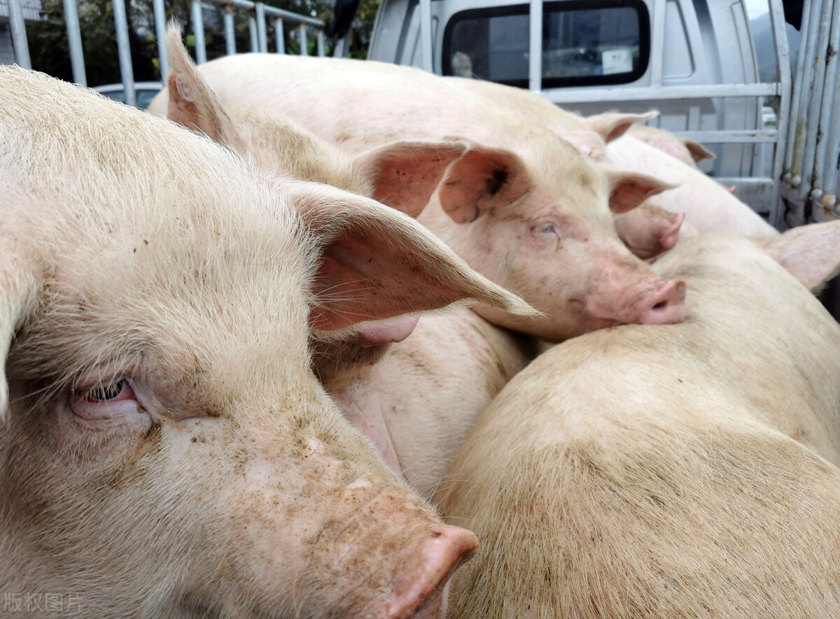 今日全国鸡蛋价格最新行情走势_猪价涨不动 全线回落 西南部分地区跌回7元_油价跌不动 成品油价格调整 国际油价上涨