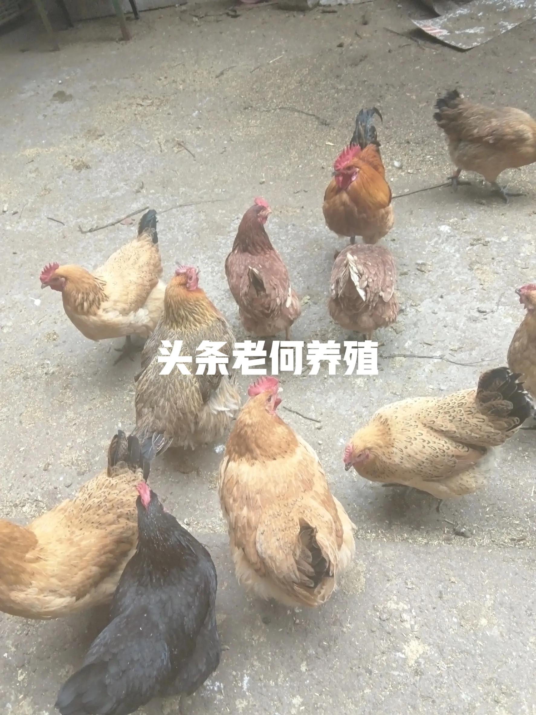 四川仪陇赶集卖土鸡蛋_农村做什么生意赚钱 养殖土鸡_仪陇农村散养禽类销售