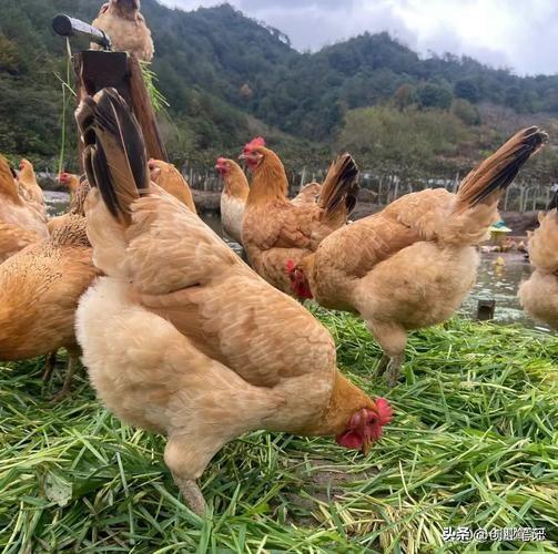 什么动物繁殖快又赚钱_农村特色养殖项目_南北适配轻资产养殖