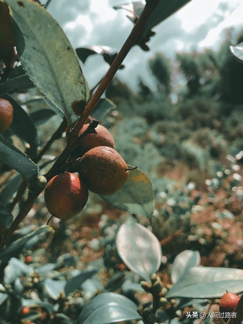 茶油经济收益_农村茶油价值_今日毛豆油行情