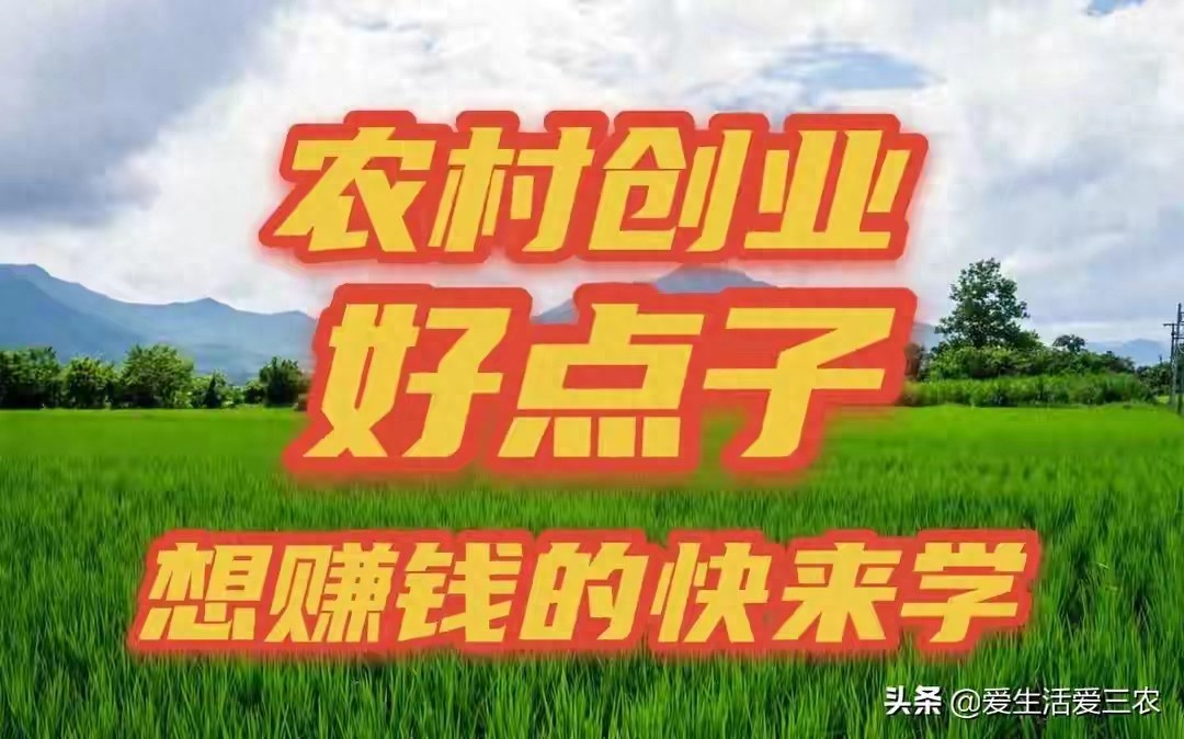 农村做什么生意赚钱 养殖土鸡_回农村创业_三农自媒体赚钱