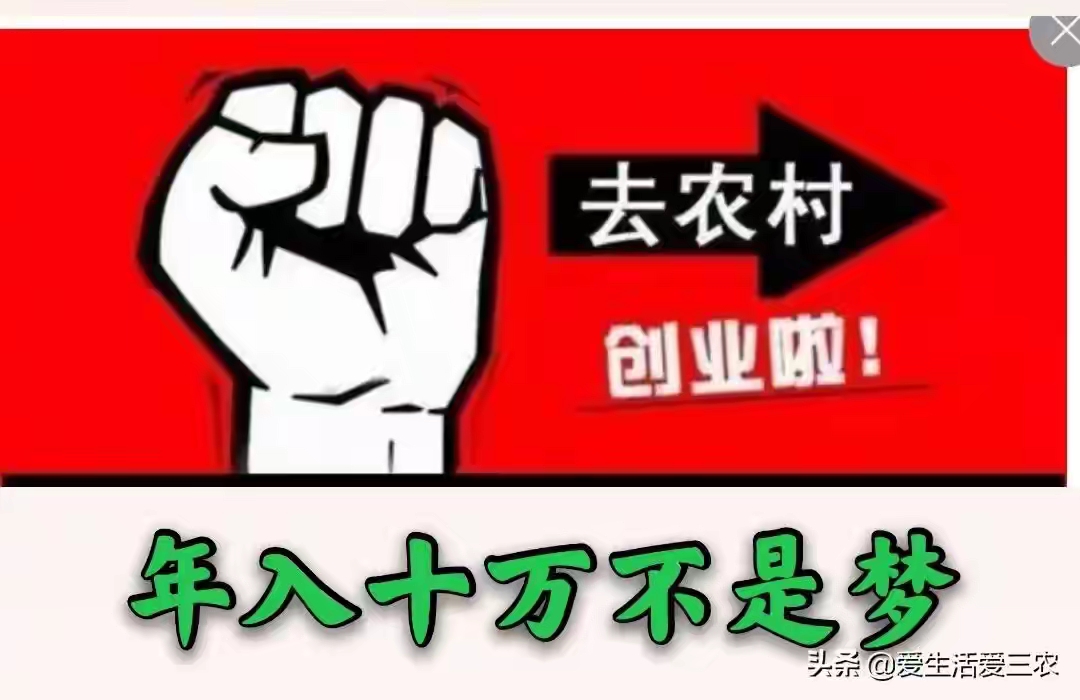 农村做什么生意赚钱 养殖土鸡_三农自媒体赚钱_回农村创业