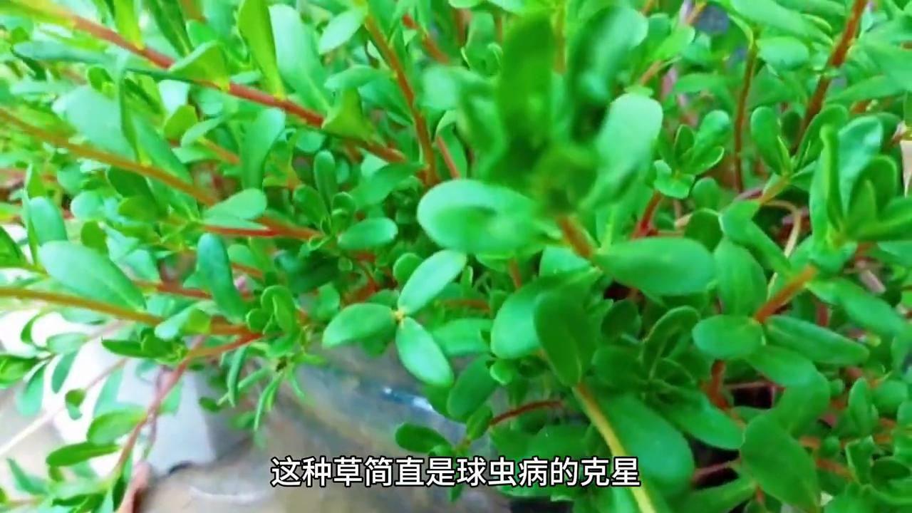养鸡野草饲料省钱_农村做什么生意赚钱 养殖土鸡_科学搭配野草喂鸡