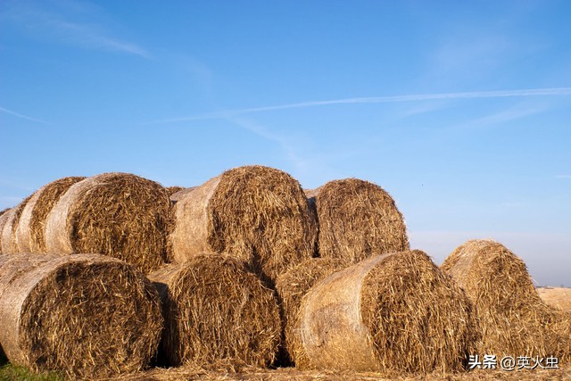 农村一次性餐筷加工_农村颗粒燃料加工_农村做什么生意赚钱 养殖土鸡